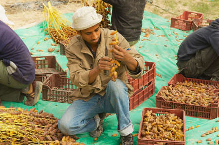 El Goula, Tunisia, December 01, 2011 - Man sorts dades in El Goula, Tunisia.