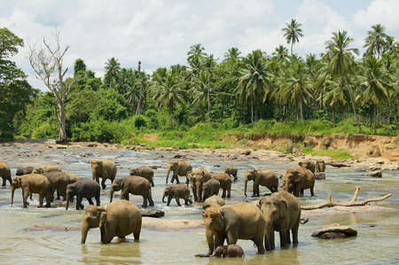 Elephants cross river in Pinnawala, Sri Lanka.の写真素材