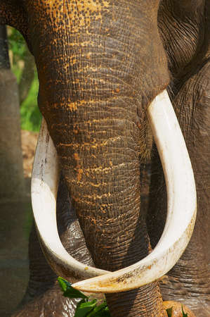 Trunk of an adult male indian elephant in Pinnawala Elephant Orphanage, Sri Lanka.の写真素材