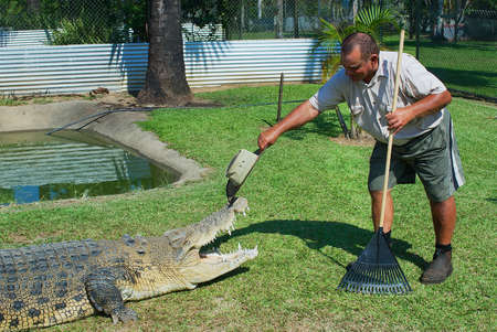 Johnstone River, Australia, November 06, 2007 - Crocodile farmer Mick Tabone plays with the reptile in Australia in Jonston River, Australia.のeditorial素材