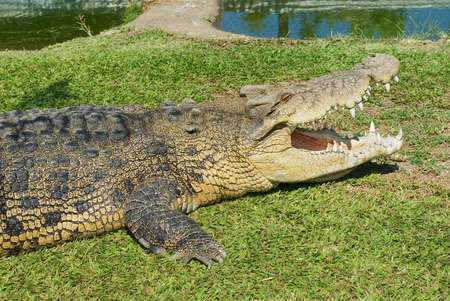 Australian crocodile on the grass in Queensland, Australia.のeditorial素材