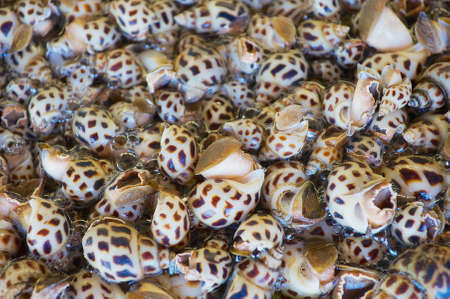 Clam at the seafood market in Hong Kong, China.