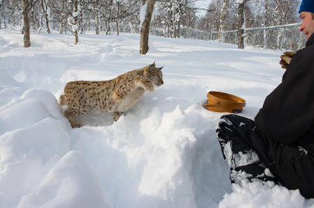 Bardu, Norway, March 27, 2011 - Man feeds eurasian lynx with meat in the snow in cold winter in Bardu, Norway.のeditorial素材