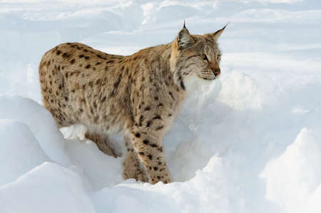Eurasian lynx in the snow in cold winter in Troms county, Norway.の写真素材