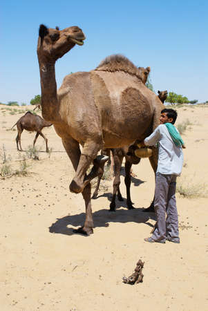 Jamba, India, April 02, 2007 - Man milks camel in the desert in Jamba, India.のeditorial素材
