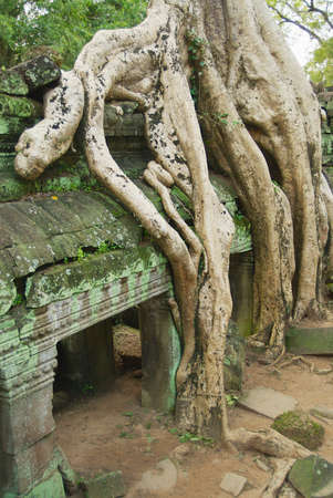 Siem Reap, Cambodia - August 09, 2008: View to the ruins of the Ta Prohm Temple in Siem Reap, Cambodia.のeditorial素材