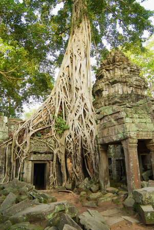 Siem Reap, Cambodia - August 09, 2008: View to the ruins of the Ta Prohm Temple in Siem Reap, Cambodia.のeditorial素材