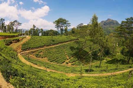 NUWARA ELIYA, SRI LANKA - MAY 22, 2011: View to the countryside with beautiful landscape and tea plantations in Nuwara Eliya, Sri Lanka.のeditorial素材