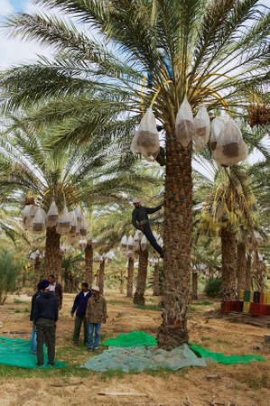 El Goula, Tunisia - December 01, 2011: Farmers harvesting dates at the plantation in El Goula, Tunisia.のeditorial素材