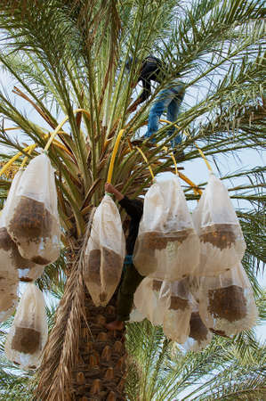 El Goula, Tunisia - December 01, 2011: Farmers harvesting dates at the plantation in El Goula, Tunisia.のeditorial素材