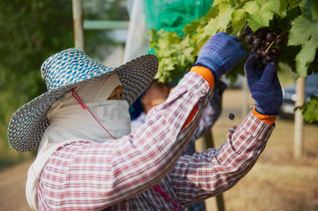 Nakhon Ratchasima, Thailand - April 10, 2010: Women  harvest grapes at the plantation in Nakhon...