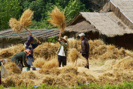 Doi Inthanon, Thailand - November 14, 2008: Unidentified people of the Karen hill tribe hits rice paddies at the field during harvesting season in Doi Inthanon, Thailand.のeditorial素材