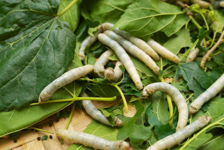 Close-up of silkworms eating green leafs.の写真素材