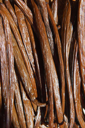 Vanilla dry fruit in the fermentation process for grading vanilla flavor atLa Reunion island.の写真素材