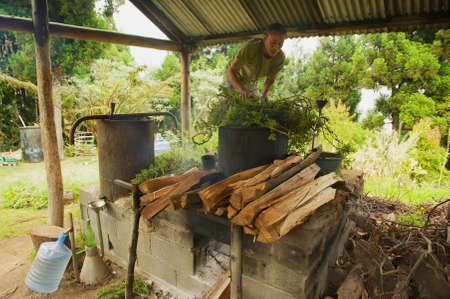 Les Palmistes, France - December 12, 2010: Unidentified farmer produces geranium oil - a fragrant oil used in cosmetics and culinary dishes - at Les Palmistes, Reunion island, France.のeditorial素材