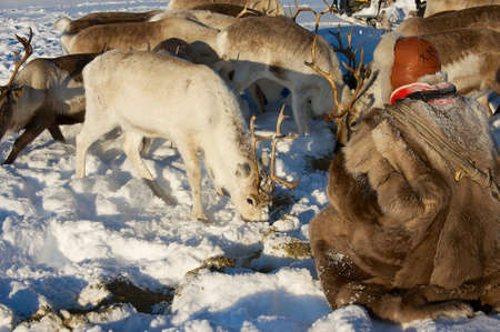 Tromso, Norway - March 28, 2011: Unidentified Saami man feeds arctic reindeers in deep snow winter in Tromso region, Northern Norway.のeditorial素材