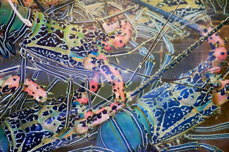 Colorful lobsters in the water behind the wet scratched stall glass at the seafood market in Hong Kong, China.の写真素材