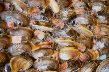 Clam in water at the stall at the seafood market in Hong Kong, China.の写真素材