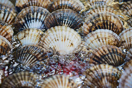 Clam behind the stall glass at the seafood market in Hong Kong, China.の写真素材