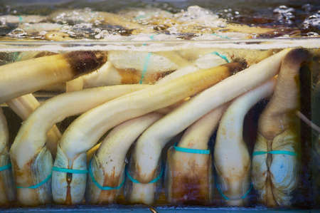 Fresh sea food behind the wet stall glass at the seafood market in Hong Kong, China.の写真素材