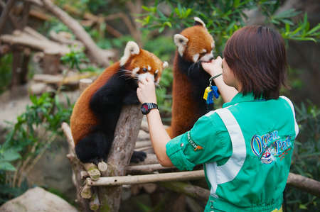 Hong Kong, China - September 14, 2012: Employee feeds two red pandas in a zoo in the Ocean Park in  in Hong Kong, China.のeditorial素材