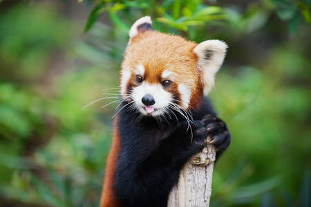 Red panda (Ailurus fulgens) in a zoo in the Ocean park in Hong Kong, China.の写真素材