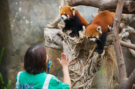Hong Kong, China - September 14, 2012: Employee trains two red pandas in a zoo in the Ocean Park in Hong Kong, China.のeditorial素材