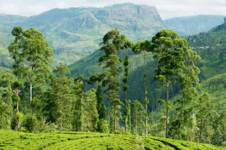 View to the tea plantations and hills near Kandy, Sri Lanka.の写真素材