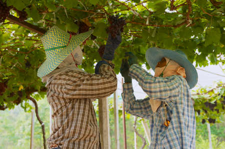 Nakhon Ratchasima, Thailand - April 10, 2010: Women  harvest grapes at the plantation in Nakhon Ratchasima, Thailand.のeditorial素材