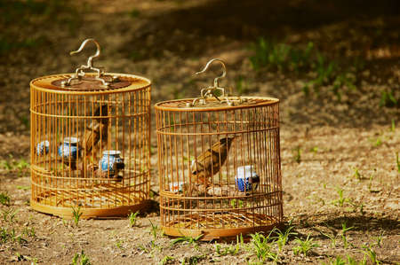 Beijing, China - April 30, 2009: Singing bird in bamboo cage at Jingshan public park in Beijing, China.のeditorial素材