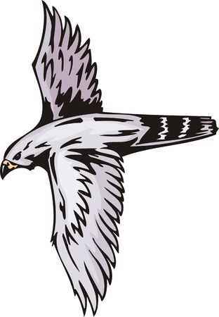 The falcon with white plumage in a black stria. Predatory birds.  illustration - color   b/w versions.のイラスト素材