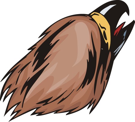 Head of an eagle with the big sharp bill. Predatory birds.   illustration - color   b/w versions.のイラスト素材