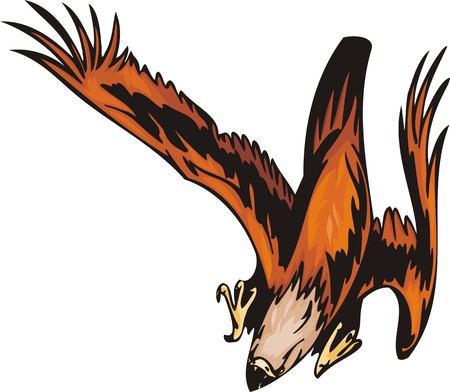 The eagle with orange plumage is going to attack the purpose. Predatory birds.  illustration - color   b/w versions.のイラスト素材