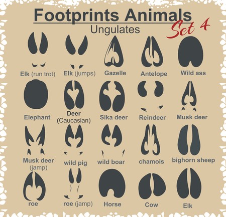 Footprints Animals - vector set.のイラスト素材