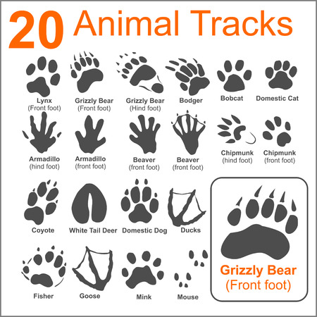 20 Animals Tracks on white background- vector set - vector stock illustration.のイラスト素材