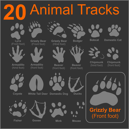 20 Animals Tracks on dark background - vector set - vector stock illustration.のイラスト素材