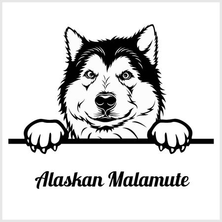 Alaskan Malamute - Peeking Dogs - breed face head isolated on whiteのイラスト素材