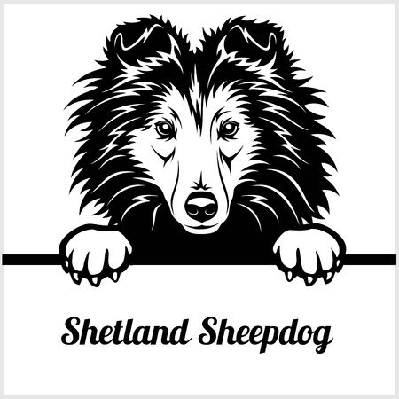 Shetland Sheepdog - Peeking Dogs - - breed face head isolated on whiteのイラスト素材