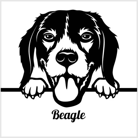 Beagle - Peeking Dogs - - breed face head isolated on whiteのイラスト素材