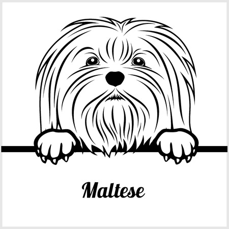 Maltese - Peeking Dogs - - breed face head isolated on whiteのイラスト素材