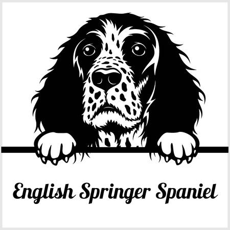 English Springer Spaniel - Peeking Dogs - - breed face head isolated on whiteのイラスト素材