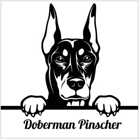 Doberman Pinscher - Peeking Dogs - - breed face head isolated on whiteのイラスト素材