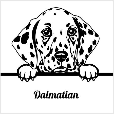 Dalmatian - Peeking Dogs - - breed face head isolated on whiteのイラスト素材