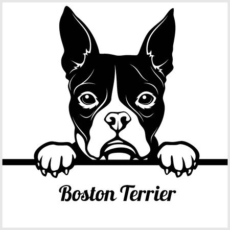 Boston Terrier - Peeking Dogs - - breed face head isolated on whiteのイラスト素材