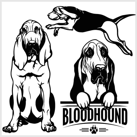 Bloodhound dog - vector set isolated illustration on white backgroundのイラスト素材