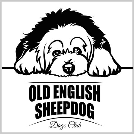 Old English Sheepdog - vector illustration for t-shirt, logo and template badgesのイラスト素材