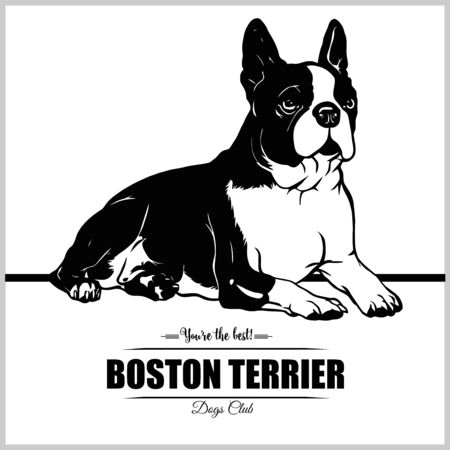 Boston Terrier Dog - vector illustration for t-shirt, logo and template badgesのイラスト素材