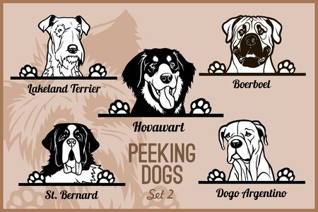 Peeking Dogs - vector set. Heads and paws - dog breeds, black and white illustration and breeds names.のイラスト素材