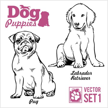 Pug and Labrador Retriever - Dog Puppies. Vector set. Funny dogs puppy pet characters different breads doggy illustration isolated on white.のイラスト素材