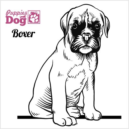 Boxer puppy sitting. Drawing by hand, sketch. Engraving style, black and white vector image.のイラスト素材